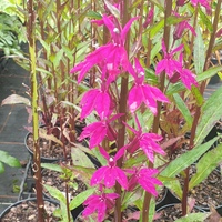Lobelia speciosa 'Tania'